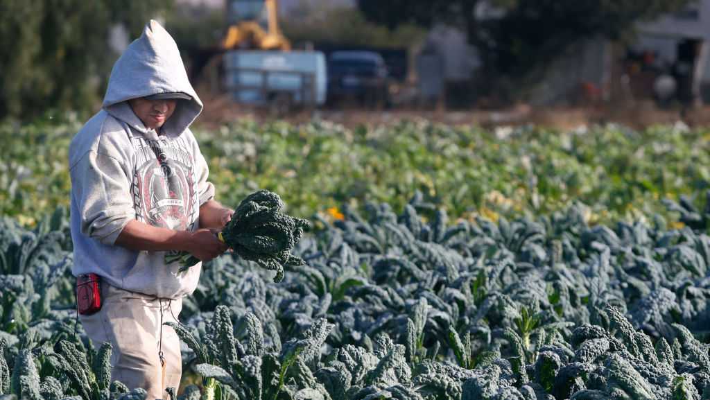 San Benito ag value hits $406M in 2024, up 13% on strong season – KSBW