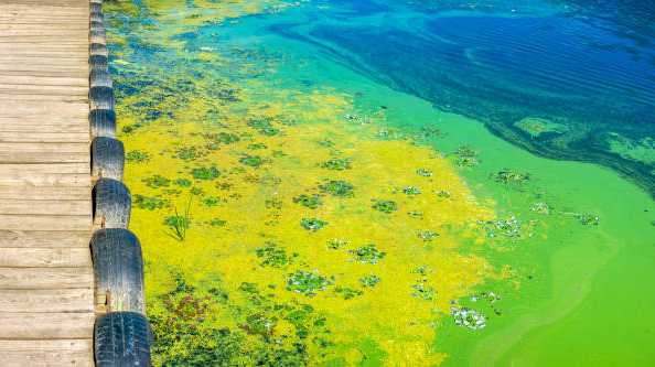 Minnows blamed for algae-filled French and Spanish lakes - The