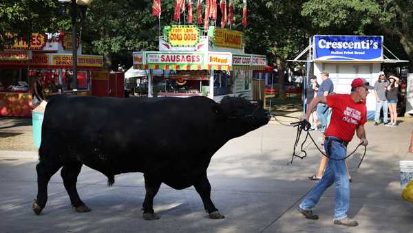 DES MOINES, IOWA - AUGUST 19: Albert the super bull, which weighs 3,042 pounds, is taken for a walk by Randy Dreher at the Iowa State Fair on August 19, 2022 in Des Moines, Iowa. The fair which attracts nearly 100,000 visitors each day, runs until August 21. (Photo by Scott Olson/Getty Images)
