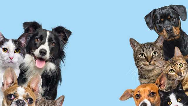 Pa. state House bill would clarify rules arounds pets in divorces - Vimarsana News