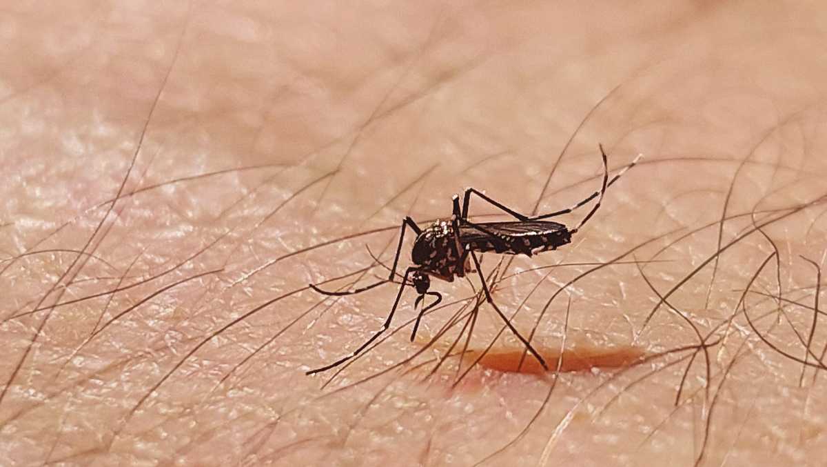 West Nile Virus Found in Mosquitoes Across Multiple US States, Israel