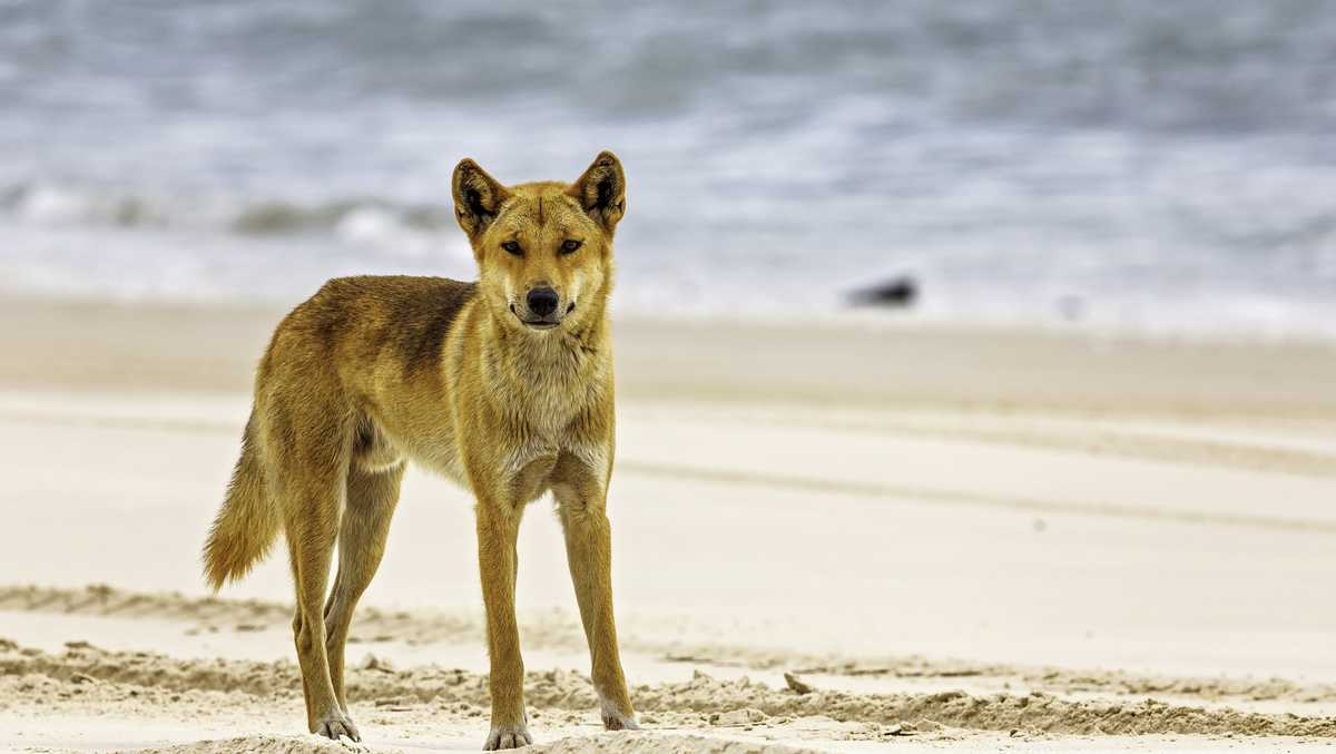 19-year-old found dead on Australian beach in suspected dingo attack