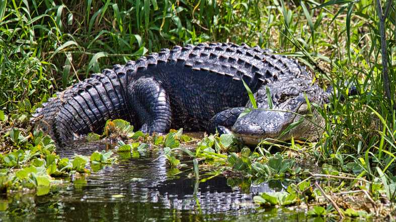 Florida gator attack: Man loses arm in attack behind bar