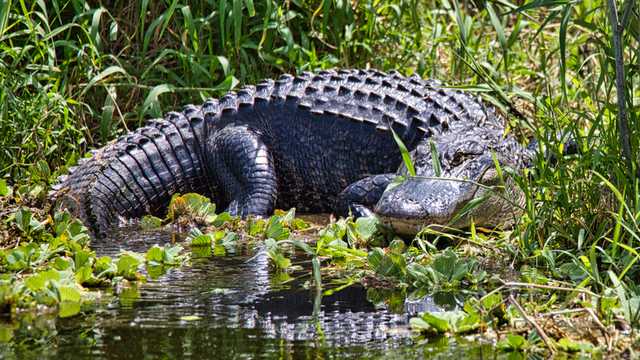 Florida gator attack: Man loses arm in attack behind bar - Vimarsana News