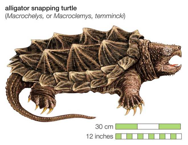 Western Alligator Snapping Turtle