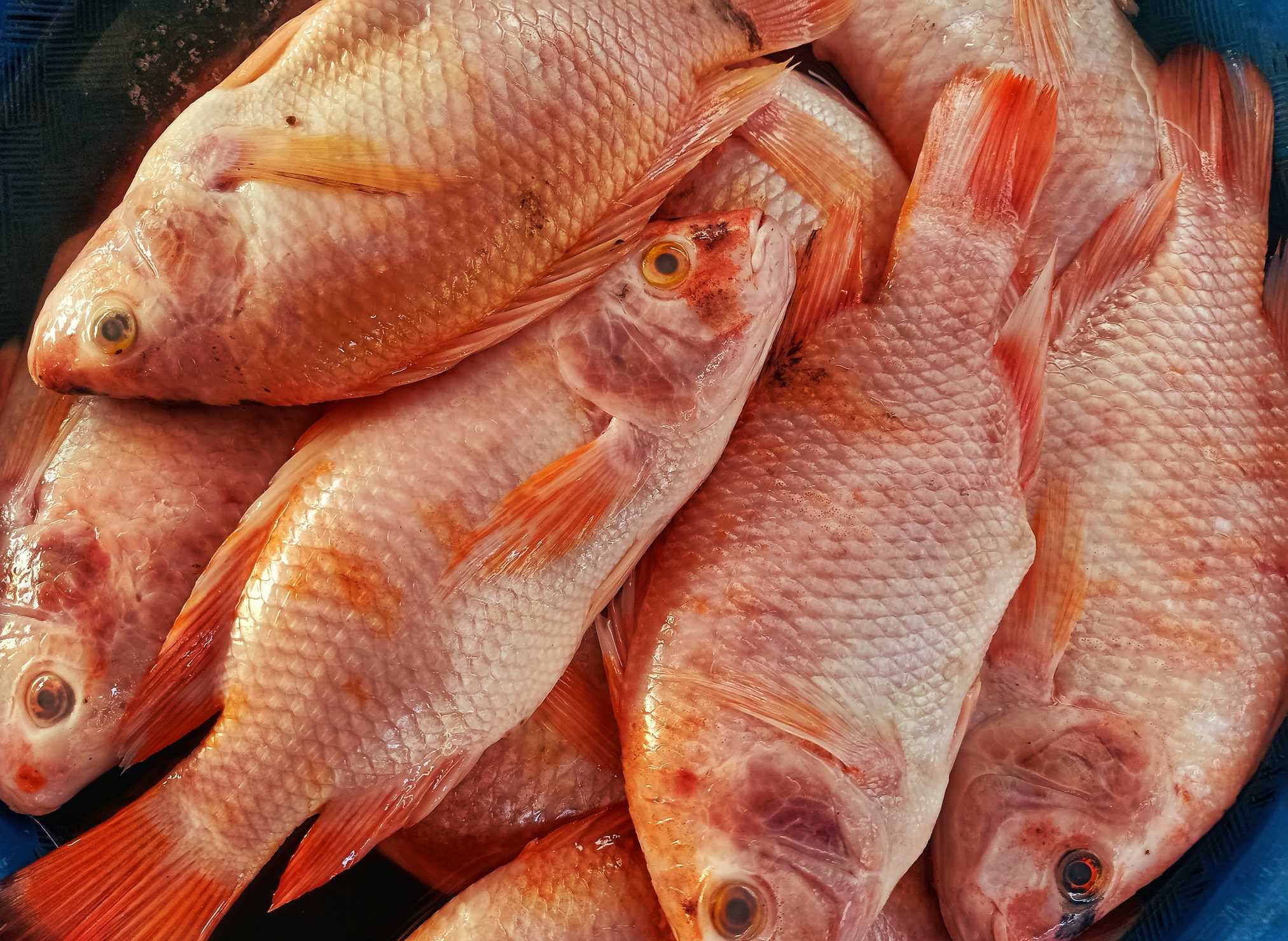 Florida prepares for record-breaking Gulf red snapper season