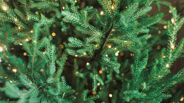 Family farm in West Chester offering free Christmas trees to families in need - Vimarsana News