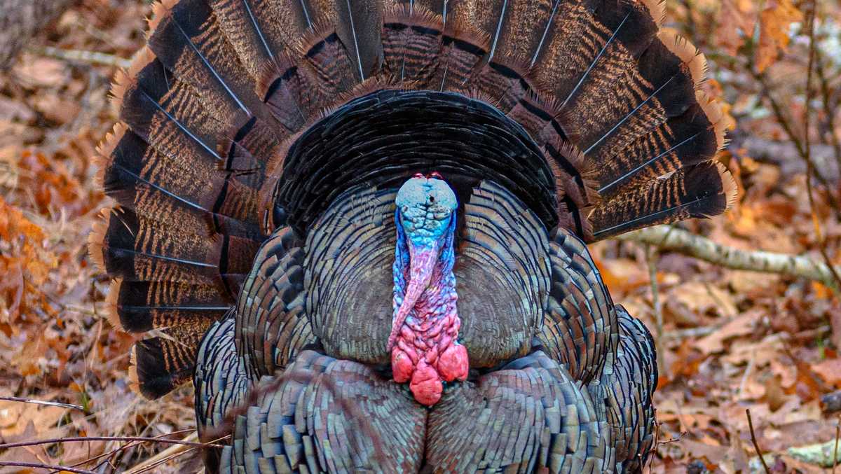Florida Fish and Wildlife Conservation Commission releases youth turkey hunting survey