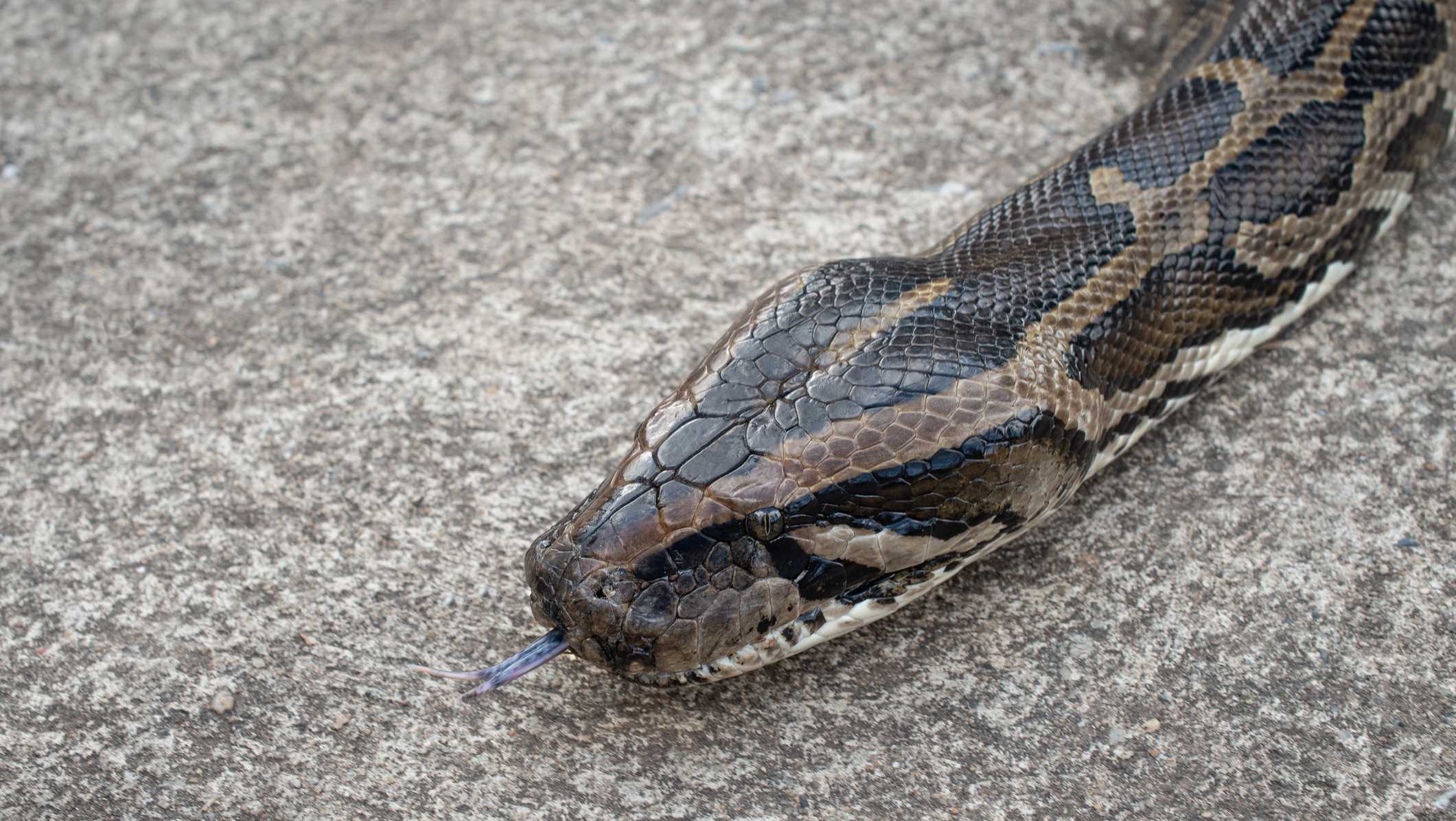Burmese python sightings spark concern in Cape Haze Peninsula - Vimarsana News