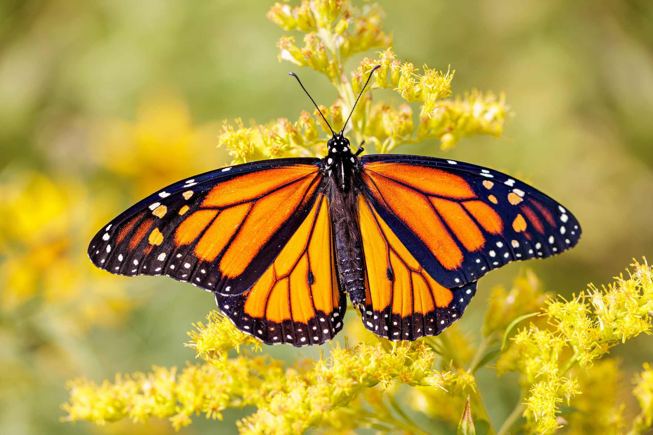 Discovering the Magic of the Monarchs | The Dawes Arboretum