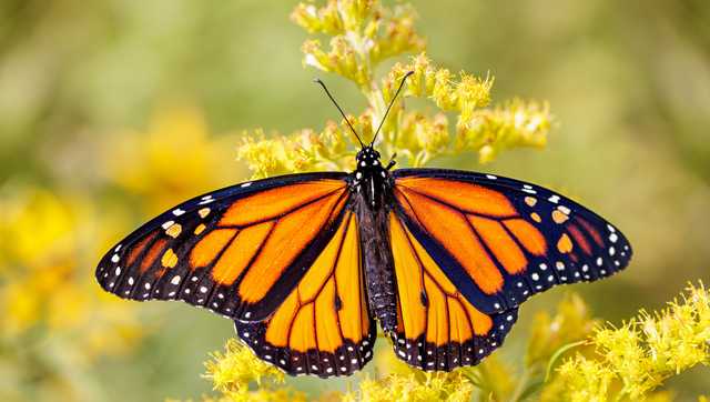 Watch for monarch butterflies as they migrate through Ohio this month - Vimarsana News