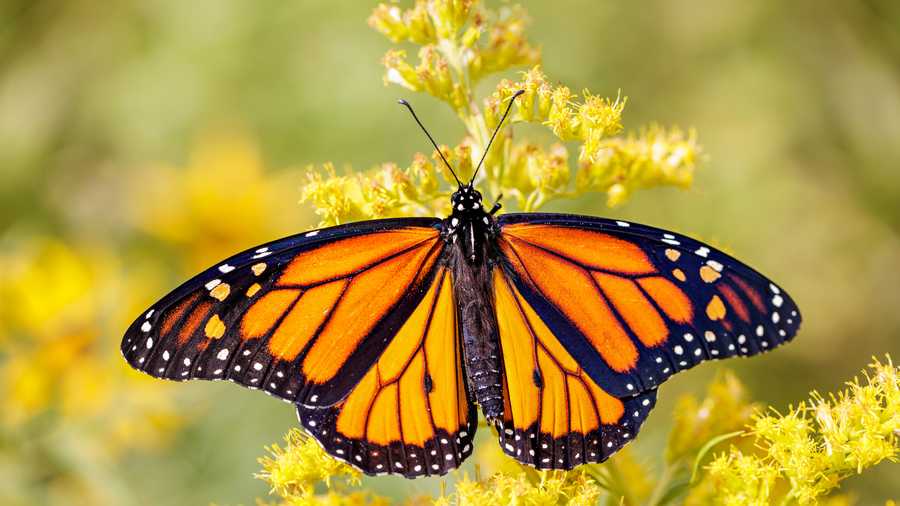 Watch for monarch butterflies as they migrate through Ohio this month