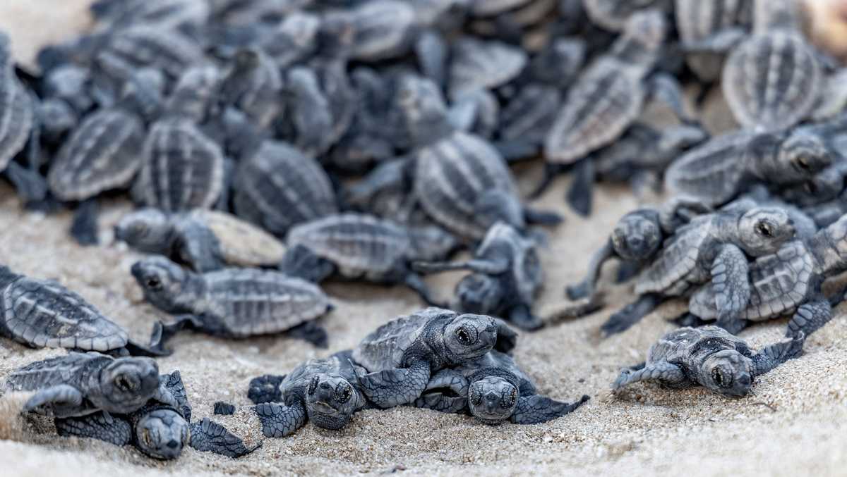 Volusia County lifeguards on alert as sea turtle nesting season ends