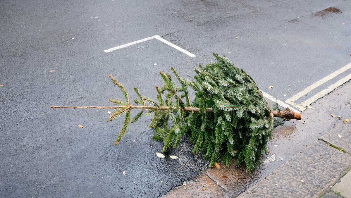 What to do with your Christmas tree now that the holiday is over