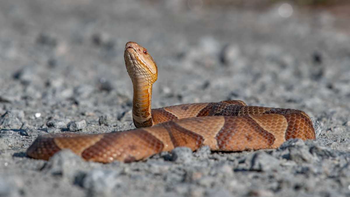 North Carolina: Most snake bites ever in first six months, poison ...