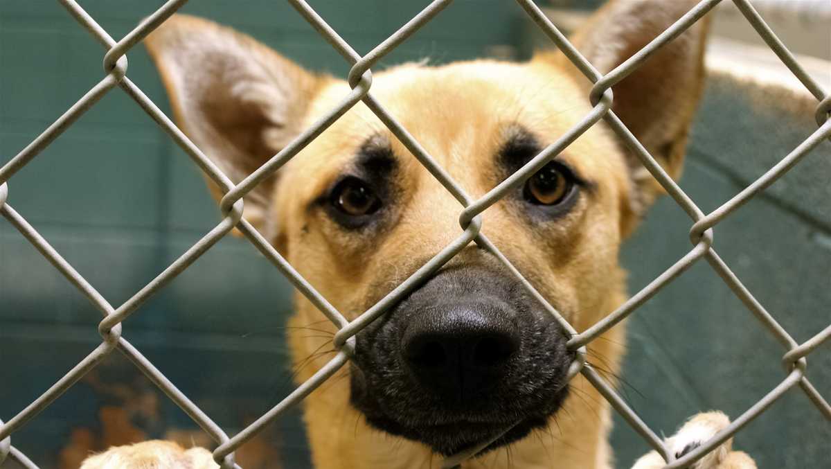 Boone County Animal Shelter opens to public on Saturday