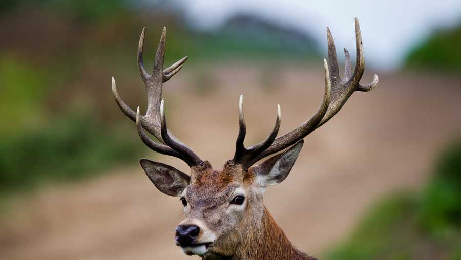 Vermont deer hunting season to begin on Nov. 11