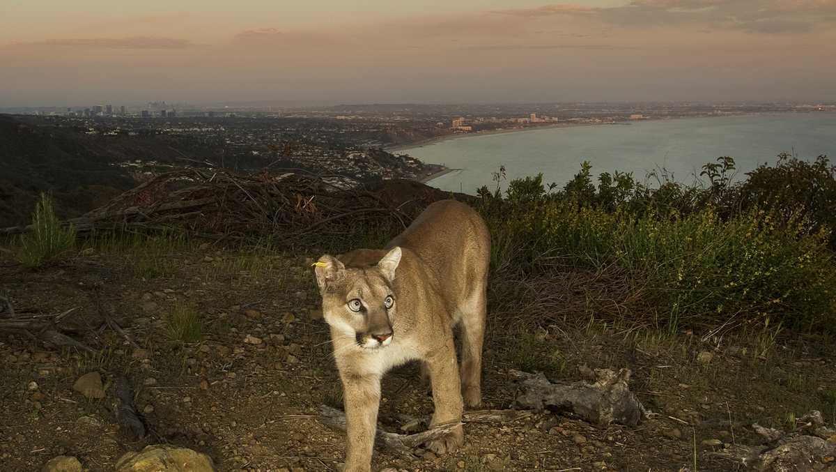 Mountain lions avoid humans in recreation areas, UC Davis study shows