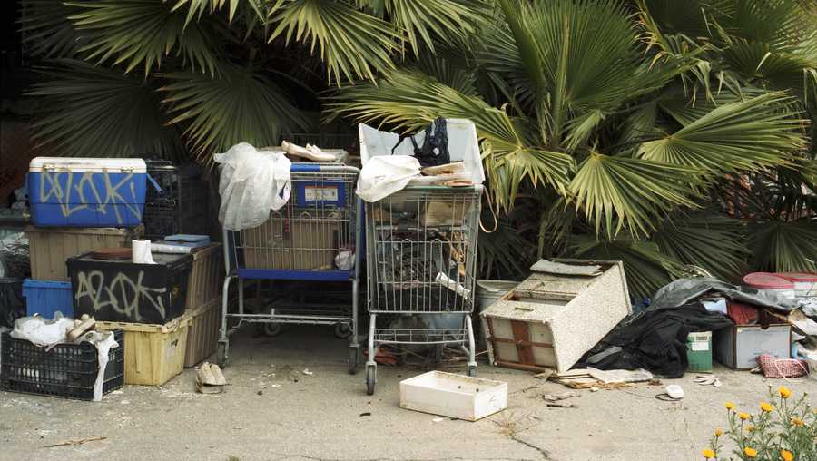 Trash and shopping carts underneath palm tree