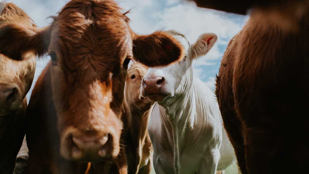 Clinic owner sentenced for prescribing medication intended for cows to weight loss patients