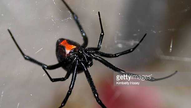 A female black widow spider (Latrodectus), hanging upside-down in her web, showing the red hourglass marking.