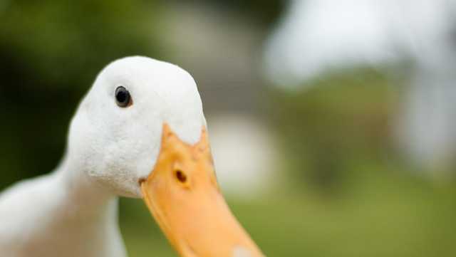 'Birds & Brews': Local domestic duck rescue bringing ducks to Cincinnati breweries every weekend - Vimarsana News