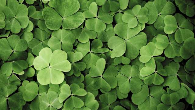 Events list: St. Patrick's Day in Central Florida - Vimarsana News