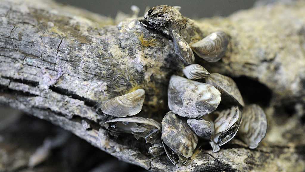 KCCI Investigates: Invasive zebra mussels found in Des Moines River for first time