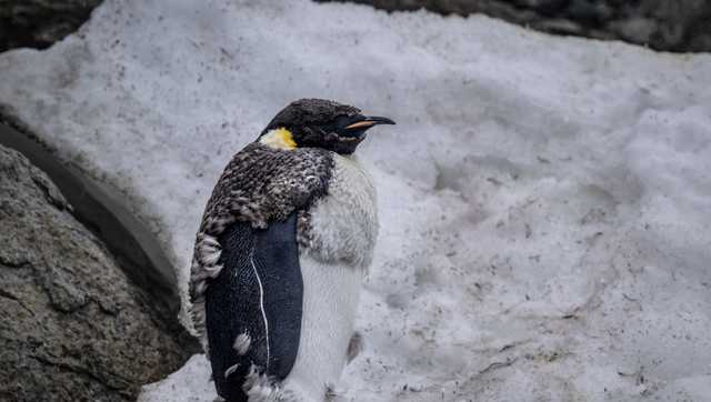 Scientists spot previously unknown penguin colony in Antarctica - Vimarsana News