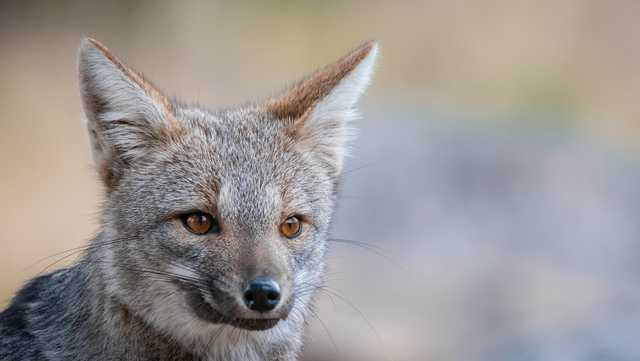 Fourth gray fox tests positive for rabies after incident involving pet dog - Vimarsana News