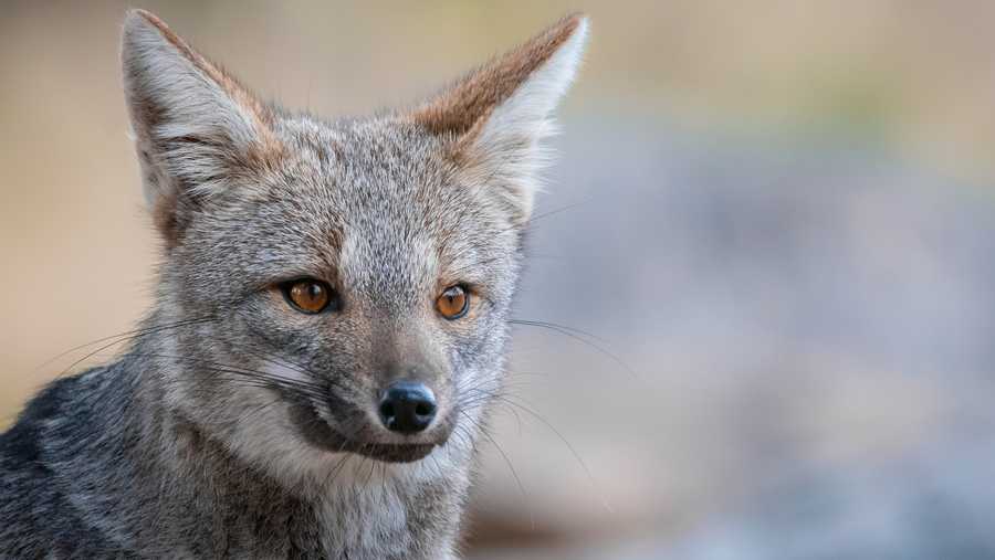 File photo of a gray fox in Buenos Aires, Argentina.