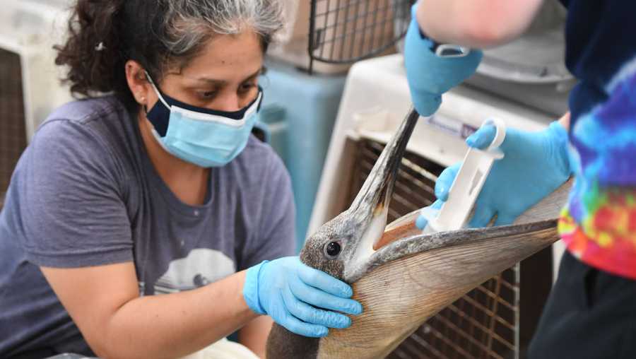 San Pedro, CA - May 18: L-R Lisbeth Montenegro holds a pelican while it takes in water at The Los Angeles Wildlife Center in San Pedro on Wednesday, May 18, 2022. The center is being inundated with sick and injured Brown Pelicans, with more than 55 patients arriving in the past four days and likely 90 by the end of business Wednesday. The numbers are so high that some are being transported in boxes to the center and then kept in crates until they can be examined and placed in more suitable outdoor areas.(Photo by Brittany Murray/MediaNews Group/Long Beach Press-Telegram via Getty Images)