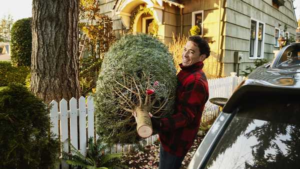 Medium wide shot of smiling man carrying Christmas tree from car into home