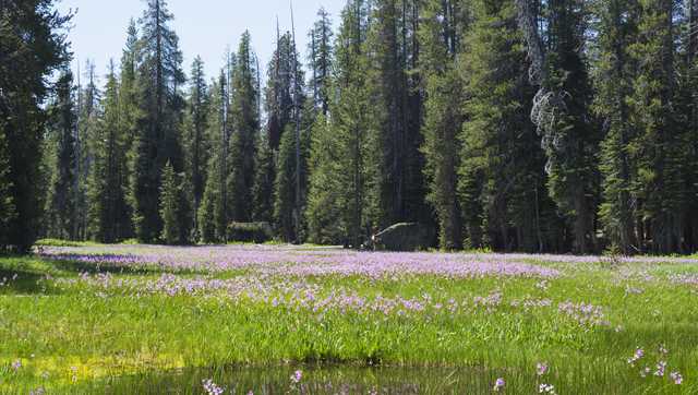 A woman was found dead in Yosemite. Now she's been linked to a cult and a serial killer - Vimarsana News