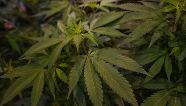 Hamilton City Council temporarily bans recreational marijuana dispensaries - Vimarsana News