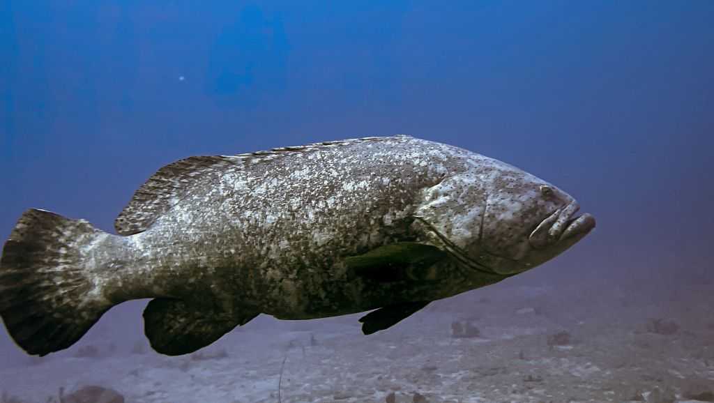 Florida man accused of illegally hiding 100-pound goliath grouper