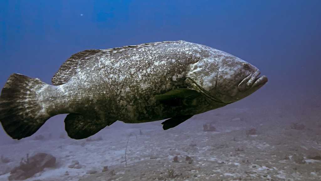 Florida man accused of illegally hiding 100-pound goliath grouper