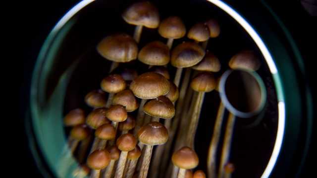 Lawmakers reconsider decriminalizing psychedelics in California - Vimarsana News