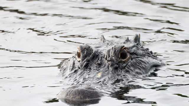 Gator attack: Man bitten in Daytona Beach by gator at front door - Vimarsana News