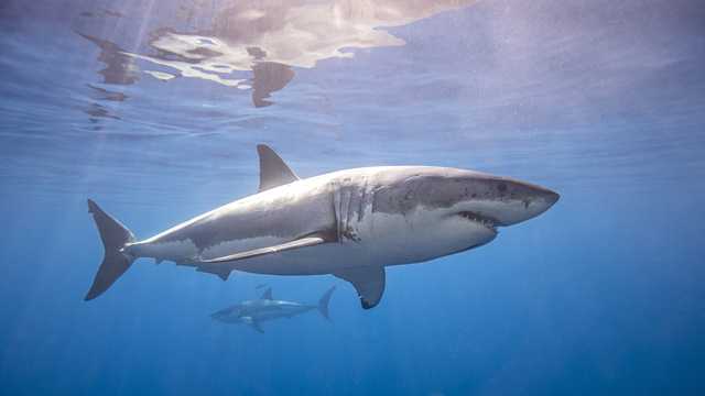 11-foot great white shark pinged off Florida coast - Vimarsana News