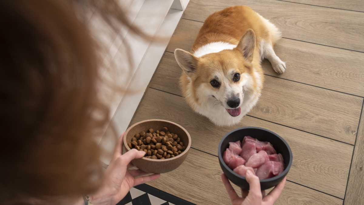 Dog food testing raises alarm about bacteria. Here’s what you need to know Dog food testing raises alarm about bacteria. Here’s what you need to know