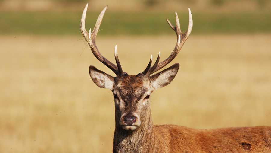 The stag was a cross between a red deer (similar to that shown in this stock photo) and an elk