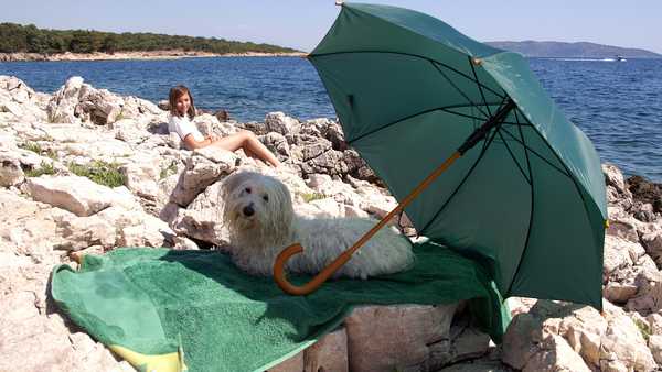 Dog (coton de tulear)on beach under shade of umbrella.  Girll given her dog towel and a shade.  She sit on a rock. (Robinson Cruso - Vacation)
