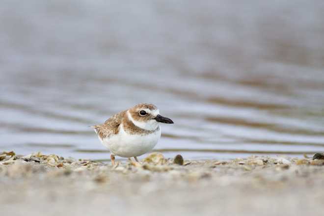 &amp;quot;Wilson&amp;apos;s Plover (Charadrius wilsonia) bird on tidal mudflat.Fort Myers Beach, Florida, USAMORE SHOREBIRDS&amp;quot;