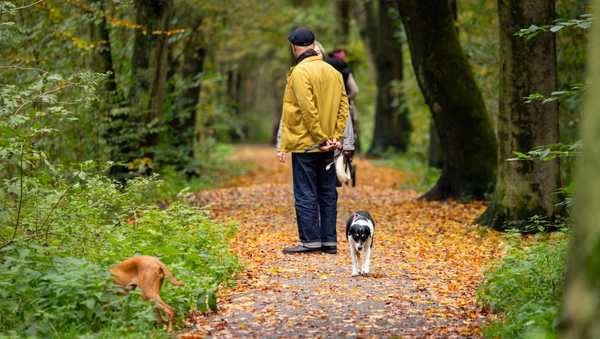 29 October 2023, North Rhine-Westphalia, Duisburg: An elderly couple is walking their dogs in a forest. Photo: Christoph Reichwein/dpa (Photo by Christoph Reichwein/picture alliance via Getty Images)
