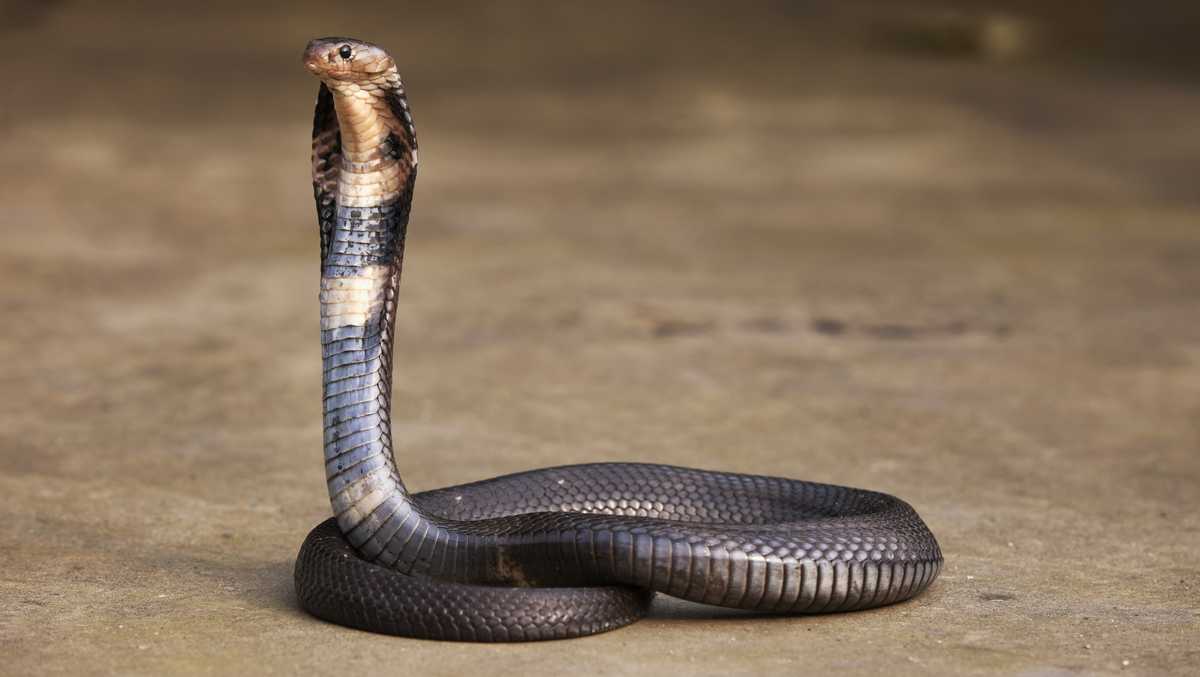 Snakes may be to blame for the deadly coronavirus originating in China