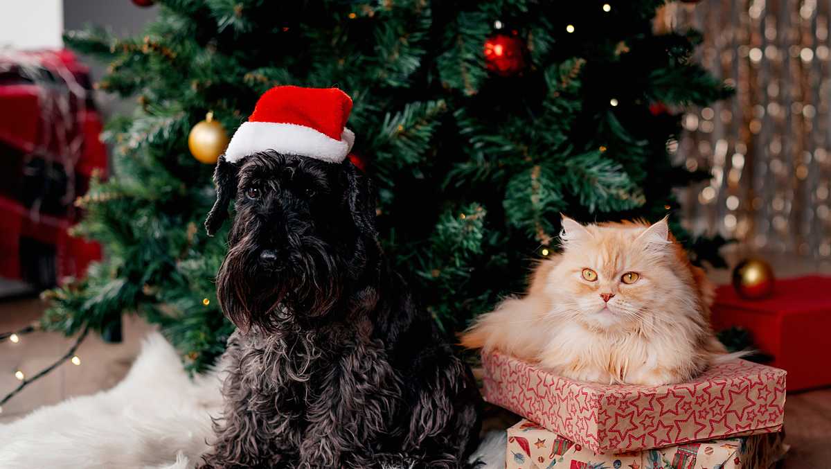 The pet deals you can find during Walmart’s early Black Friday sale