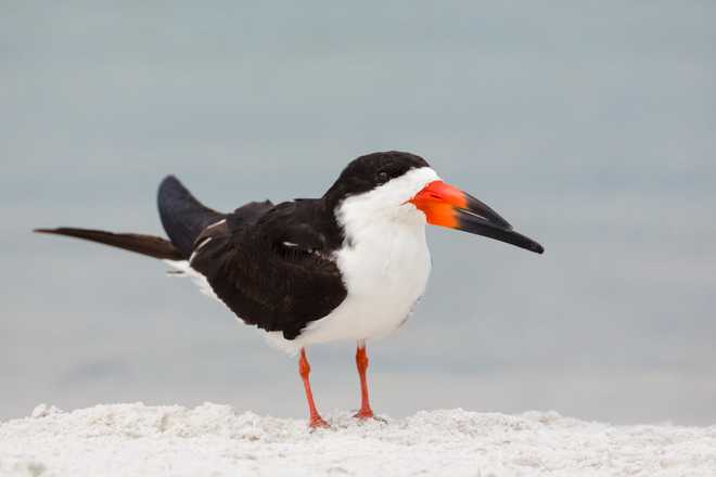 Black Skimmer  