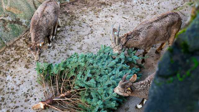Iowa business turns old Christmas trees into treats for goats - Vimarsana News