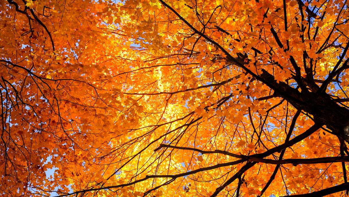 Could drought conditions affect fall foliage in the Ohio region?